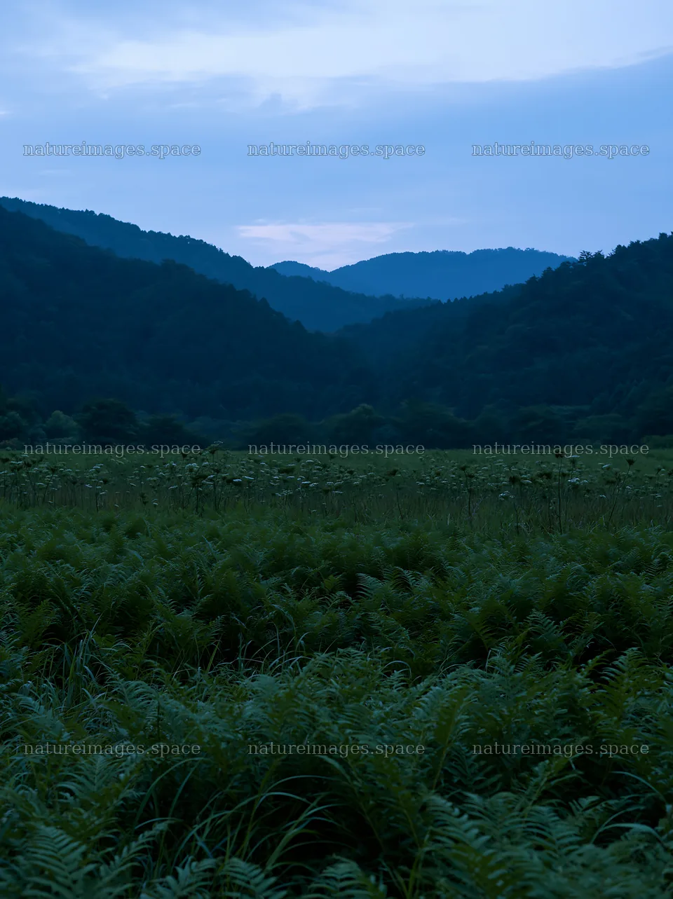 Nara summer meadow with fern in the foreground – nature images 6866x9174