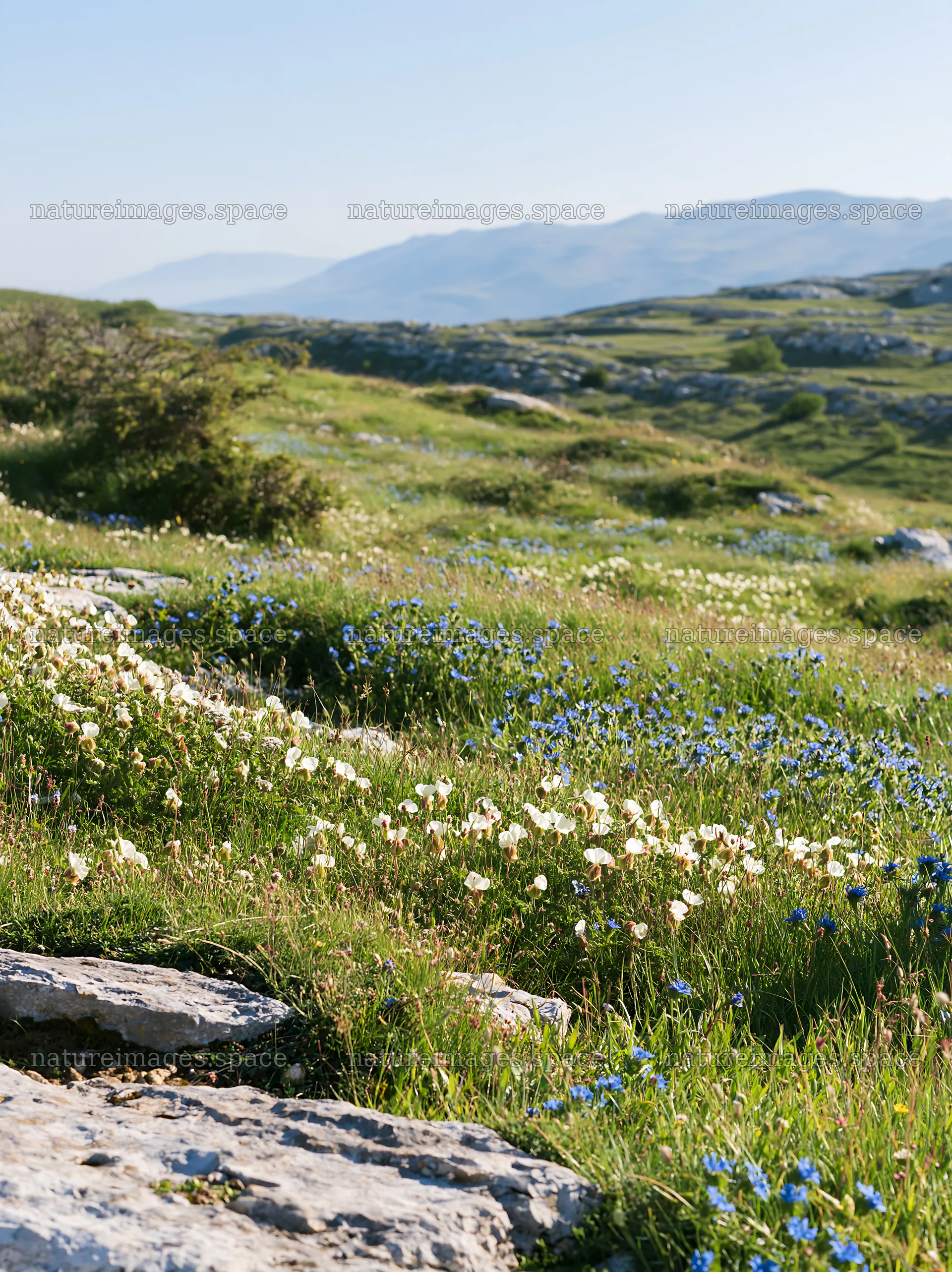 Sunny limestone meadow with flowering plants – nature images 6866x9174