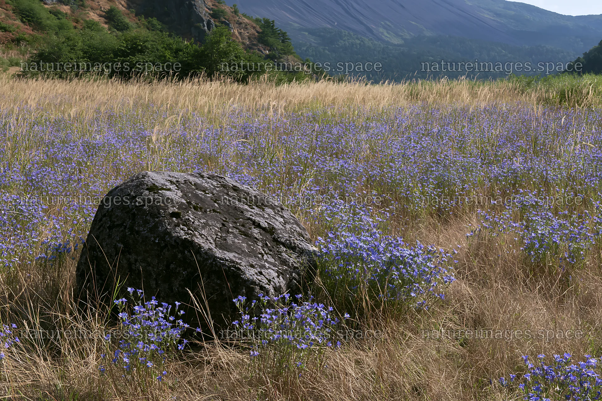 Drought resilient meadow with granite boulder in Nagano – nature images 9722x6480