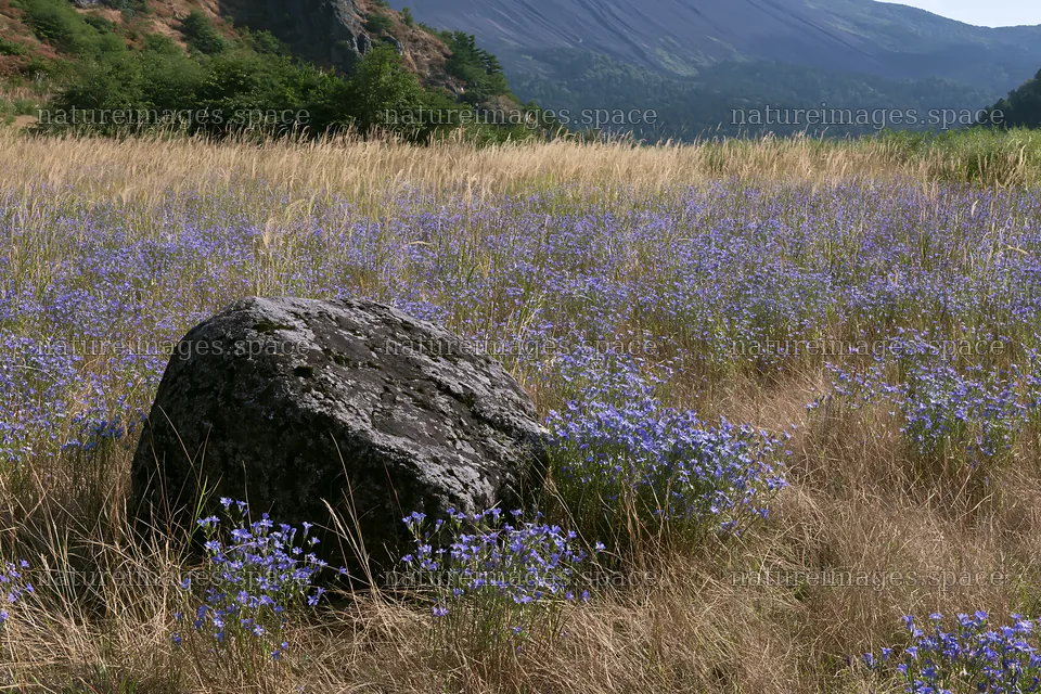 Drought resilient meadow with granite boulder in Nagano – nature images 9722x6480