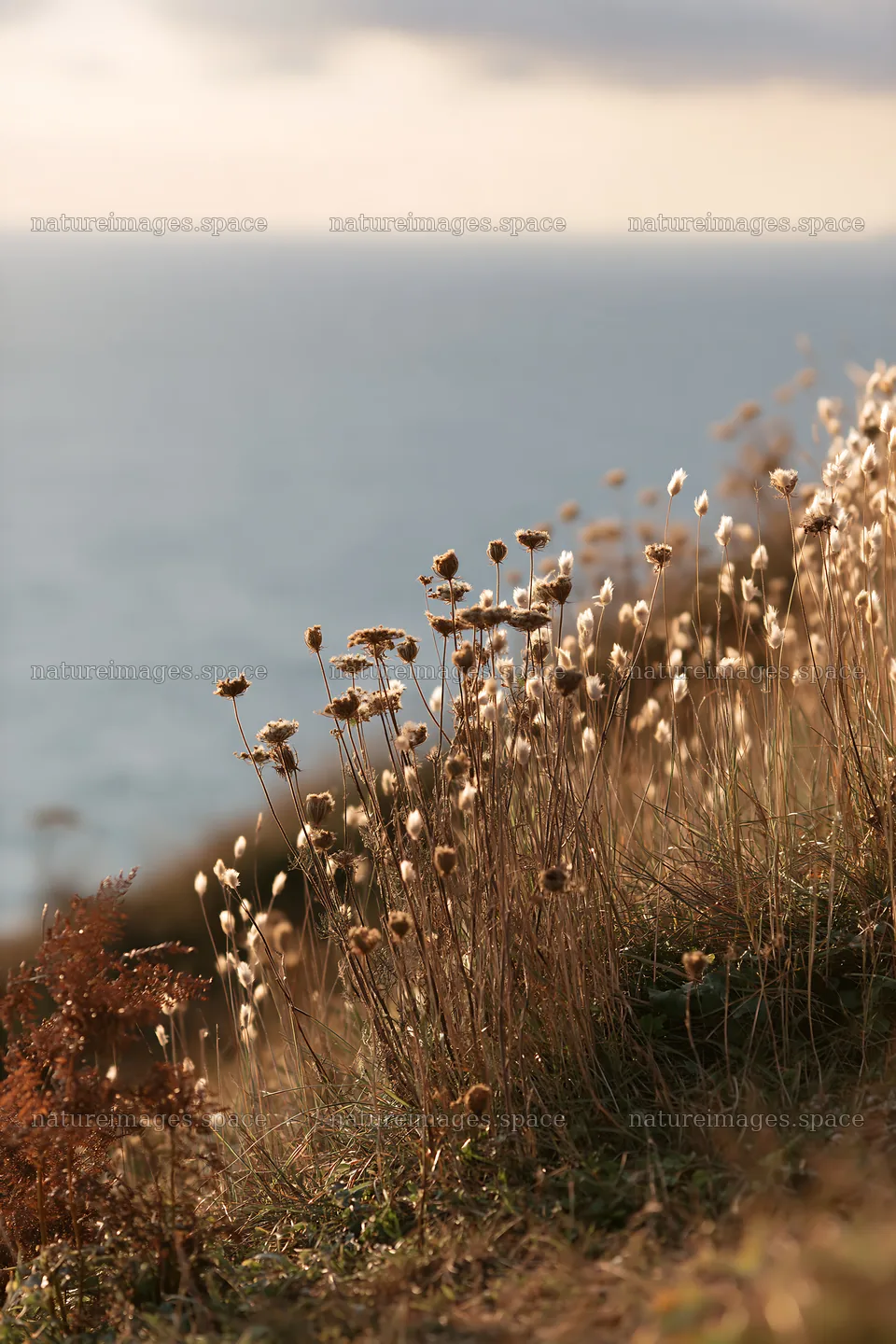 Clifftop meadow with wild flowers near the ocean – nature images 6480x9722