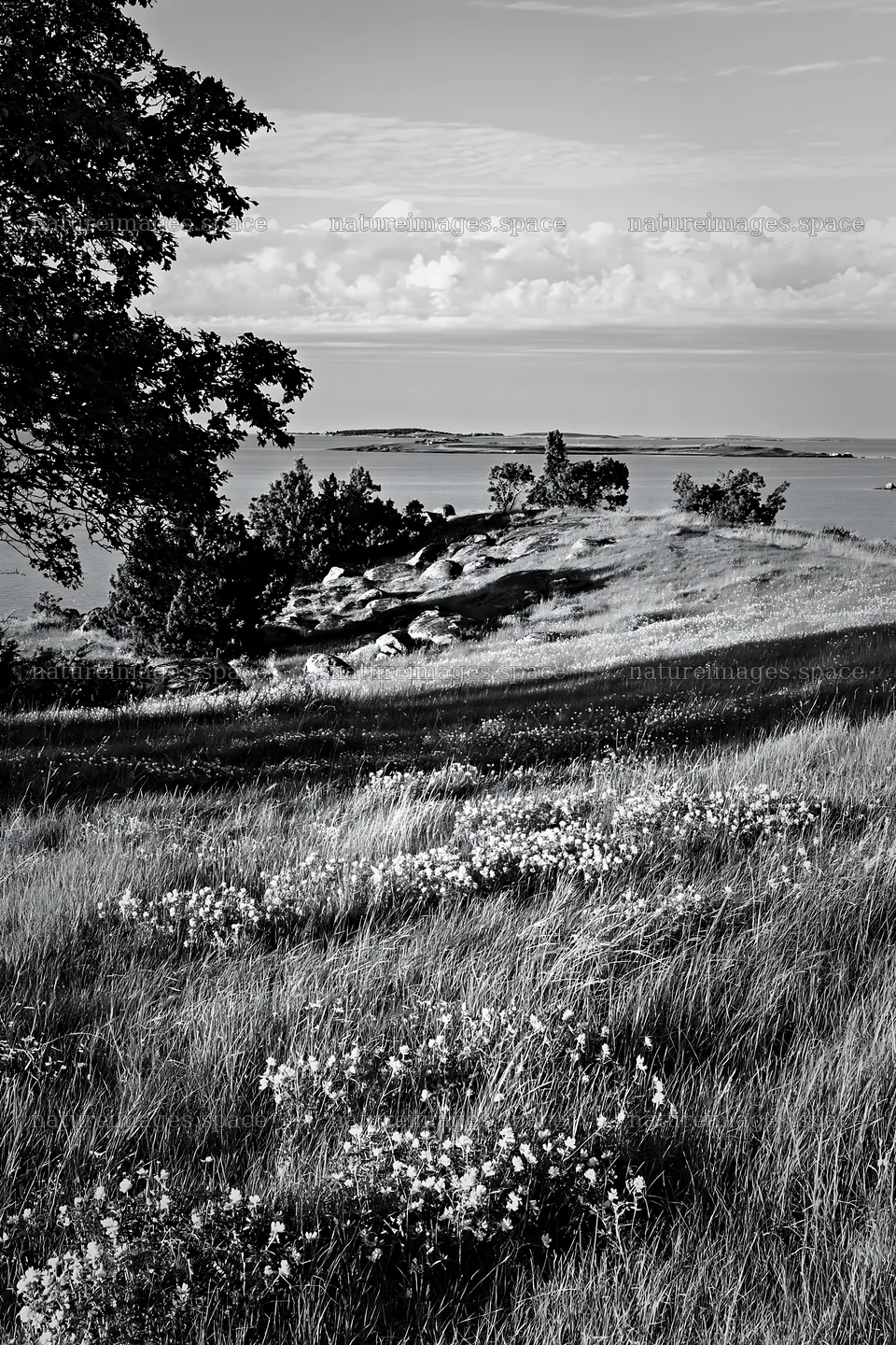 Coastal meadow with distant view of water and land – nature images 6480x9722