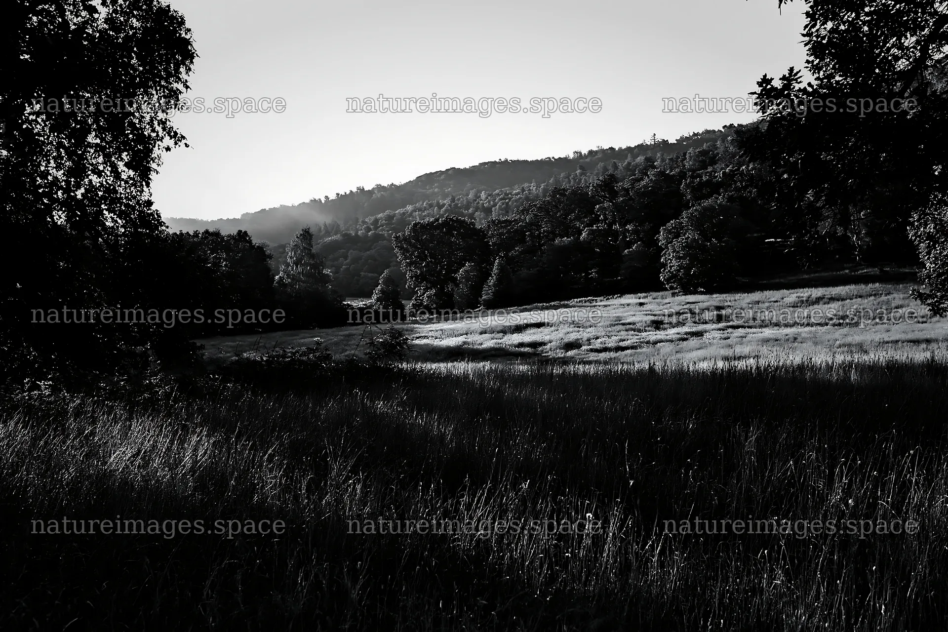 Wooded valley meadow with trees and hills in black and white – nature images 9722x6480