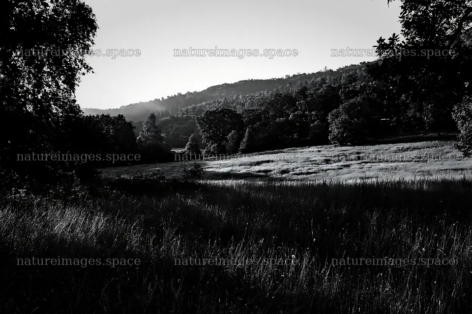 Wooded valley meadow with trees and hills in black and white – nature images 9722x6480