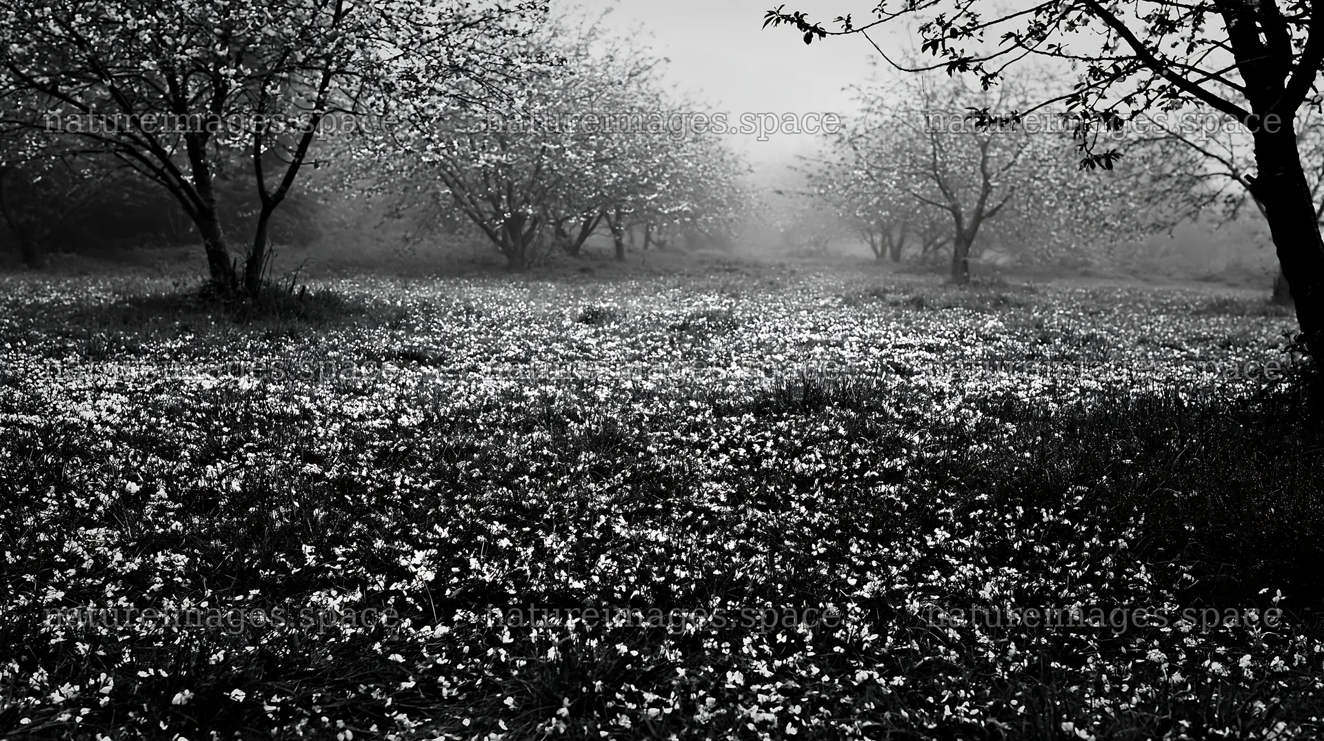 Foggy orchard meadow with blooming flowers in the foreground – nature images 10608x5938