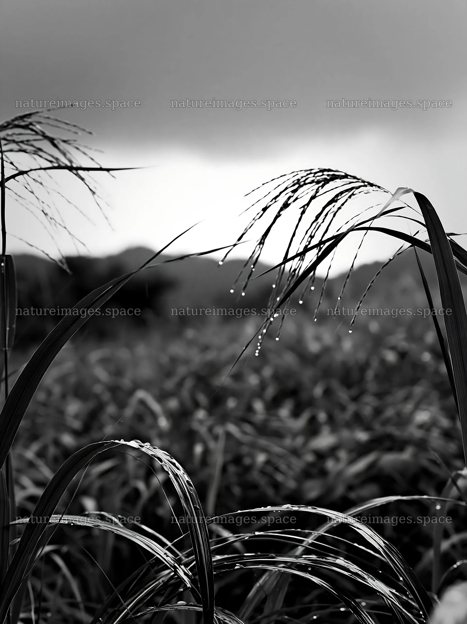 Fukui native grass meadow with rain droplets – nature images 6866x9174