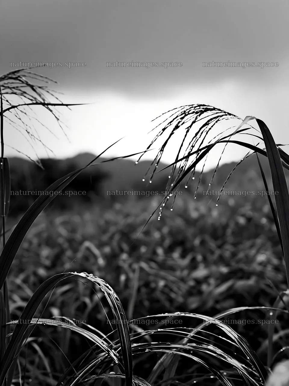 Fukui native grass meadow with rain droplets – nature images 6866x9174