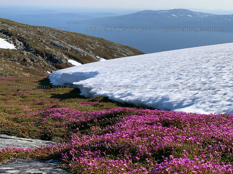 Purple flowers in a spring meadow near snow and water – nature images 9174x6866