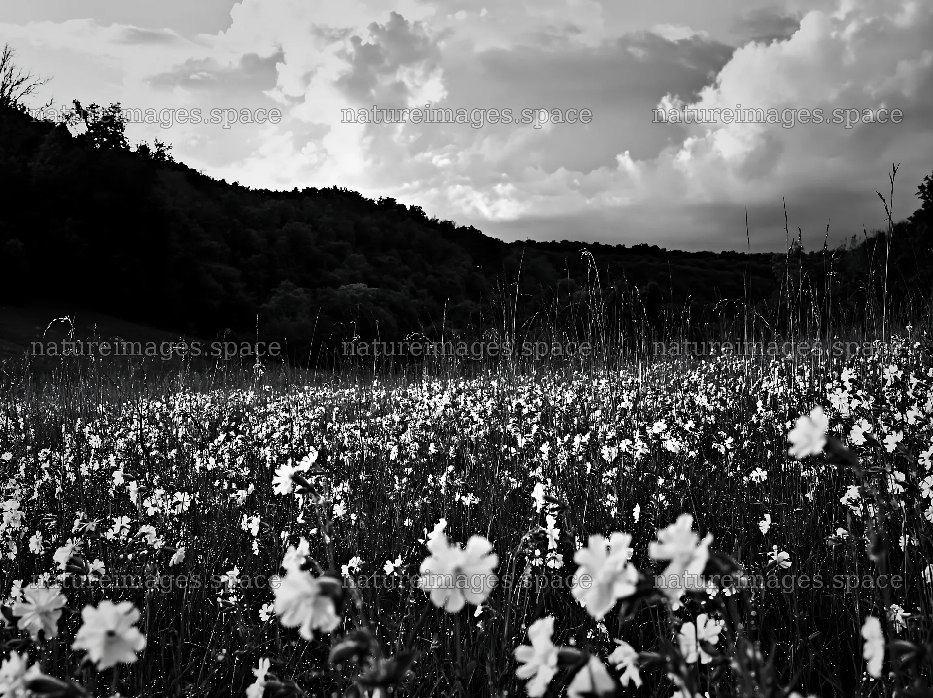 Hungarian meadow along wooded valley with white flowers – nature images 9174x6866