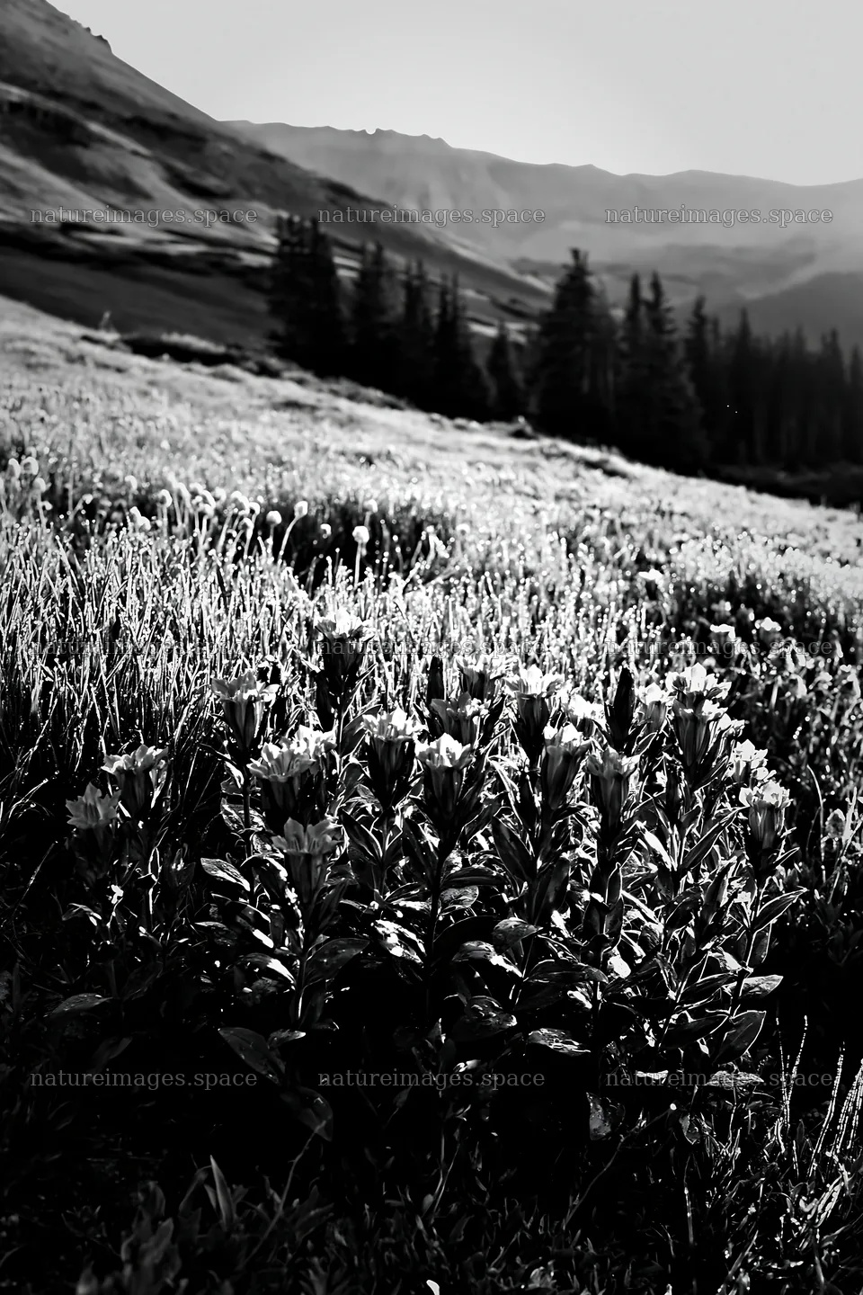 Silver dew on flowers in a mountain meadow during daytime – nature images 6480x9722