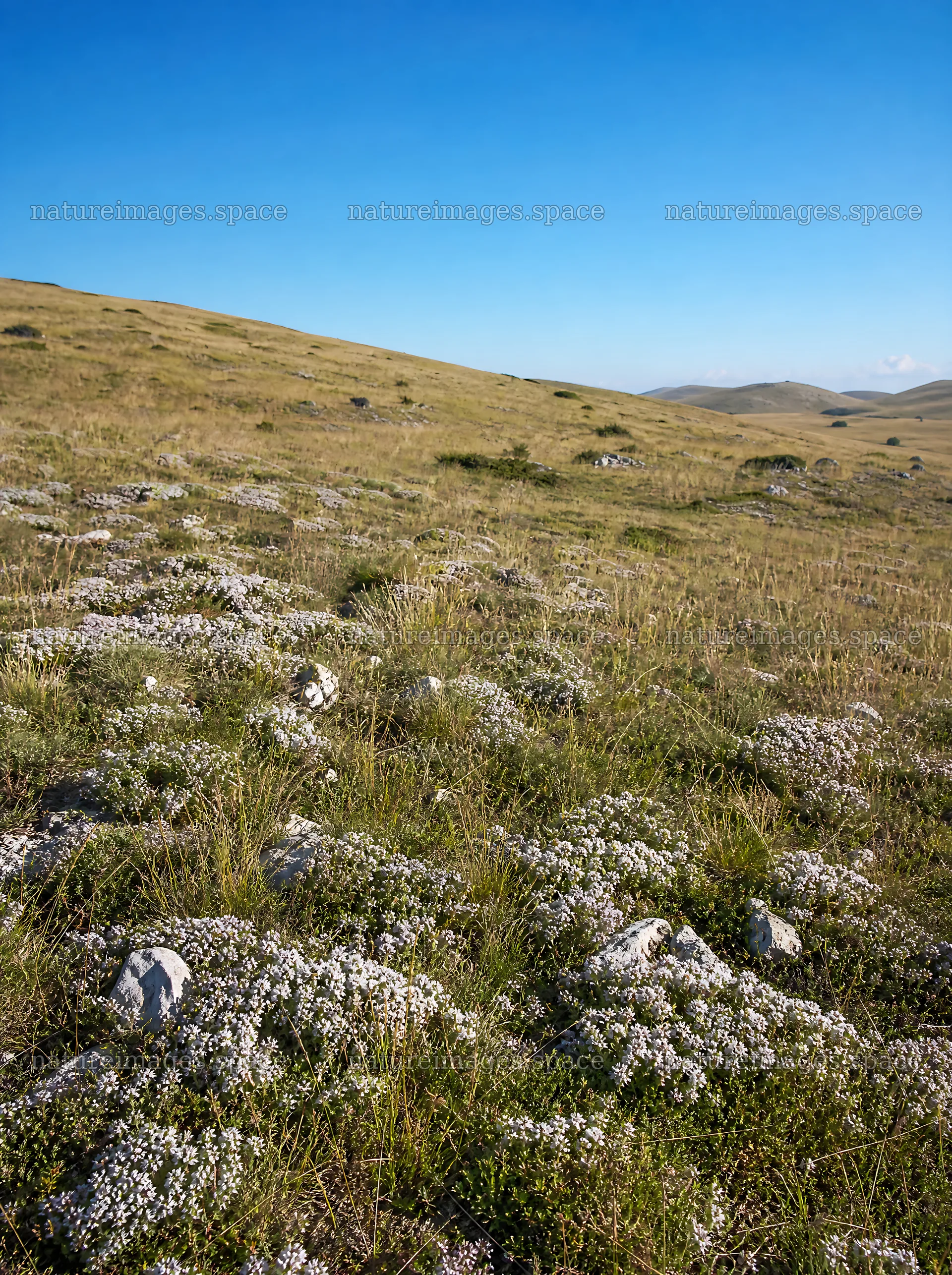 Sunny limestone meadow with open space – nature images 6858x9186