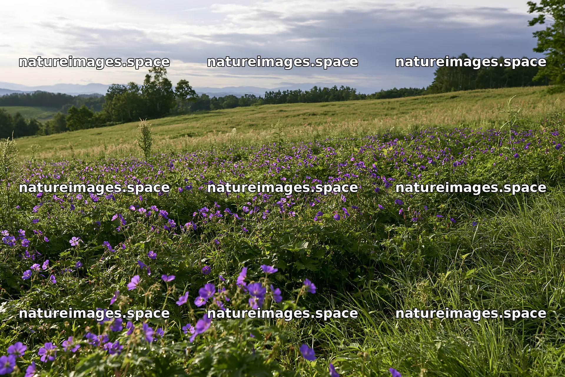 Expansive Hokkaido restoration meadow with dewdrops – nature images 9722x6480
