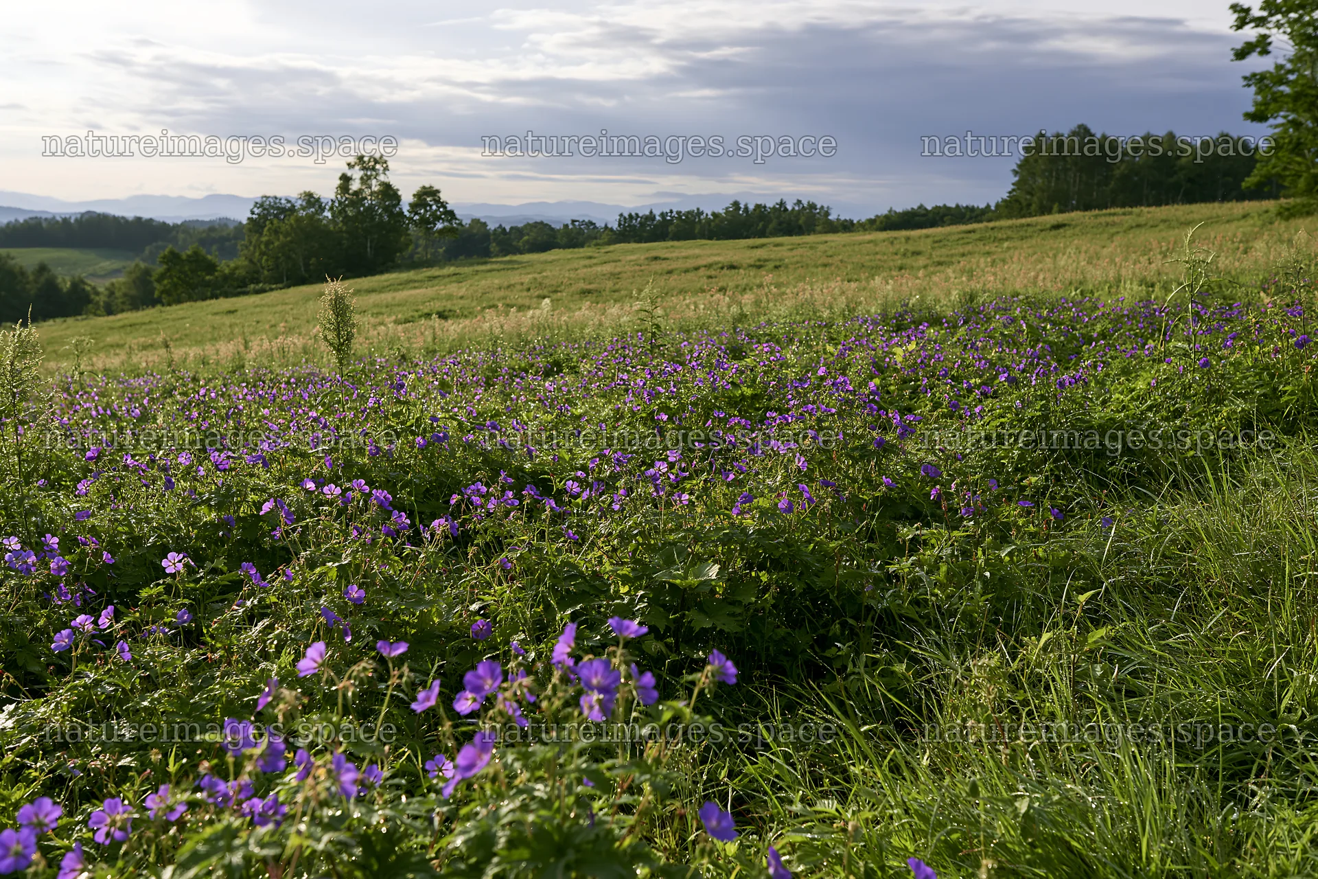 Expansive Hokkaido restoration meadow with dewdrops – nature images 9722x6480