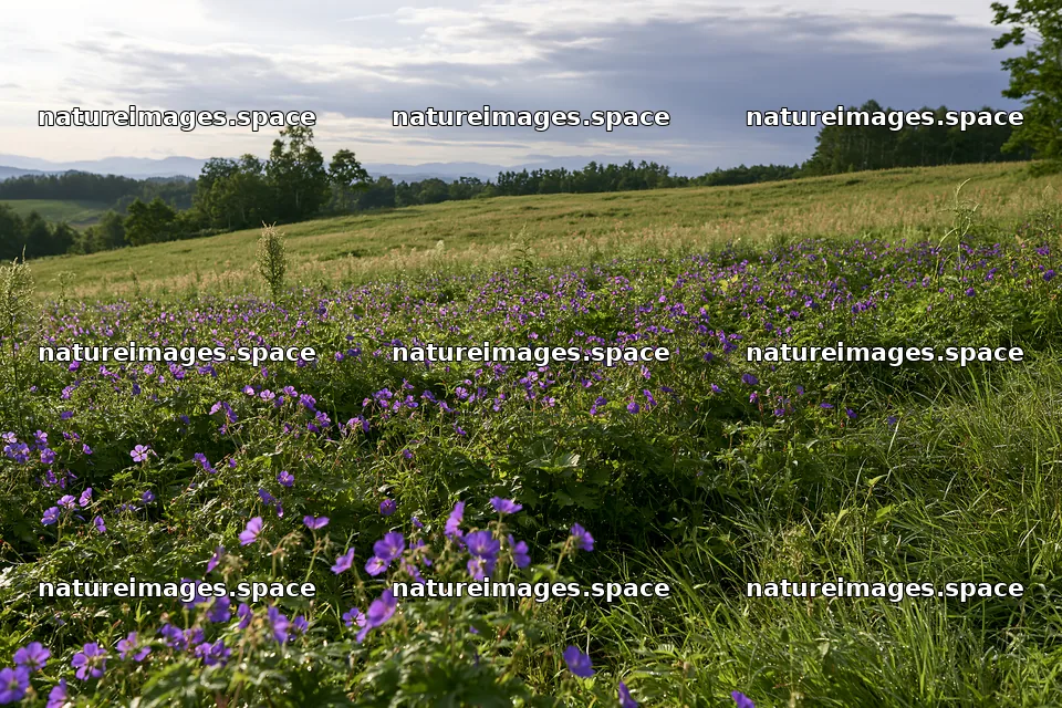 Expansive Hokkaido restoration meadow with dewdrops – nature images 9722x6480