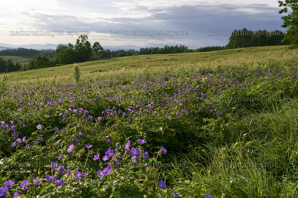 Expansive Hokkaido restoration meadow with dewdrops – nature images 9722x6480