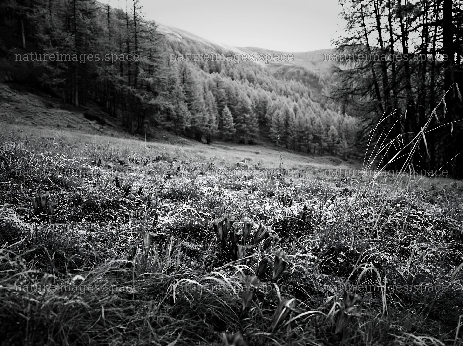 Wooded valley meadow with grass and trees in black and white – nature images 9174x6866