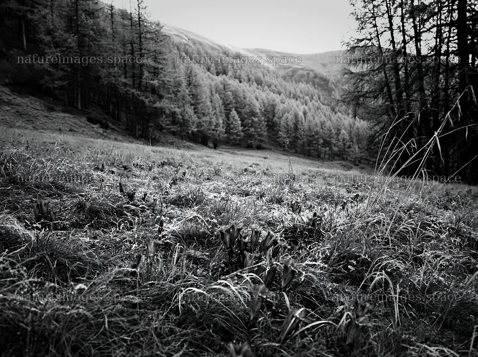 Wooded valley meadow with grass and trees in black and white – nature images 9174x6866
