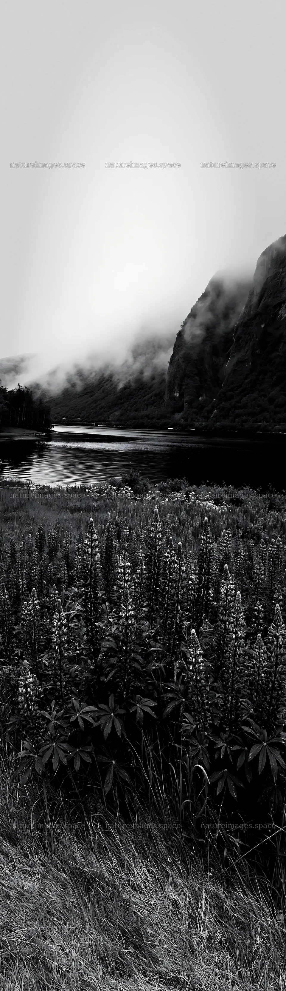Lupin meadow foreground with copy space by the lake – nature images 4268x14762
