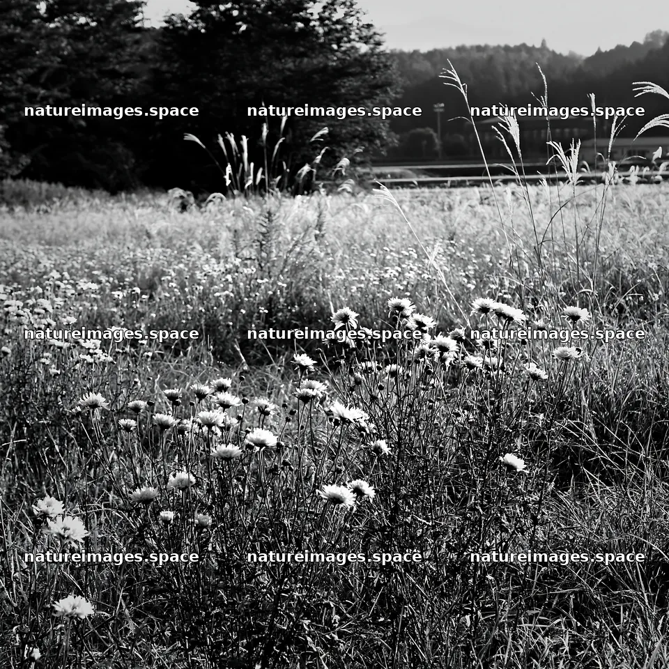 Aichi restored meadow autumn seedheads foreground – nature images 7938x7938