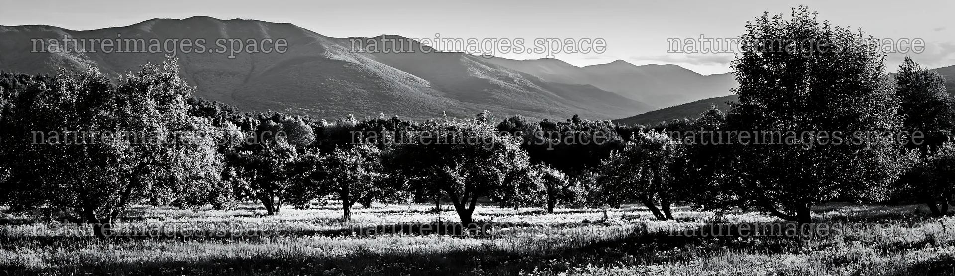 Highland apple meadow with trees and mountains in background – nature images 14762x4268