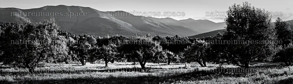 Highland apple meadow with trees and mountains in background – nature images 14762x4268