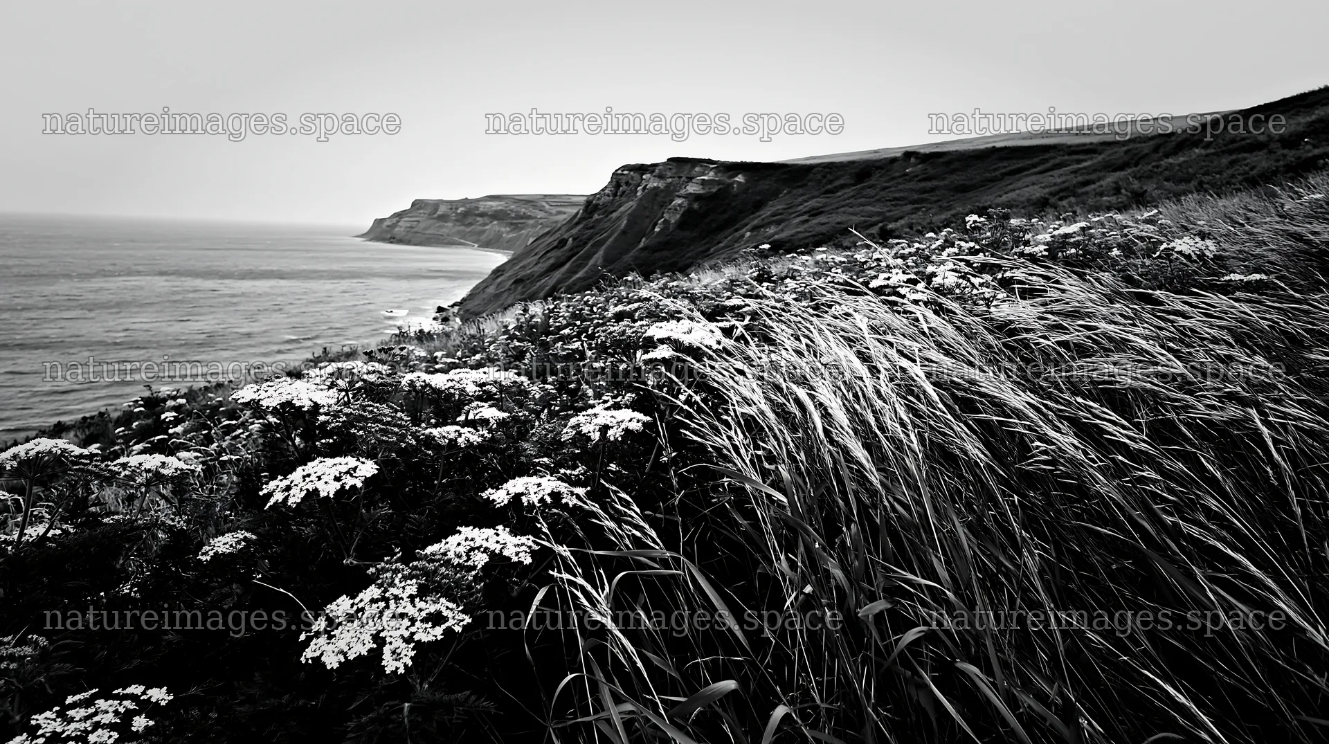 Cow parsley meadow near the coastline at dusk – nature images 10608x5938