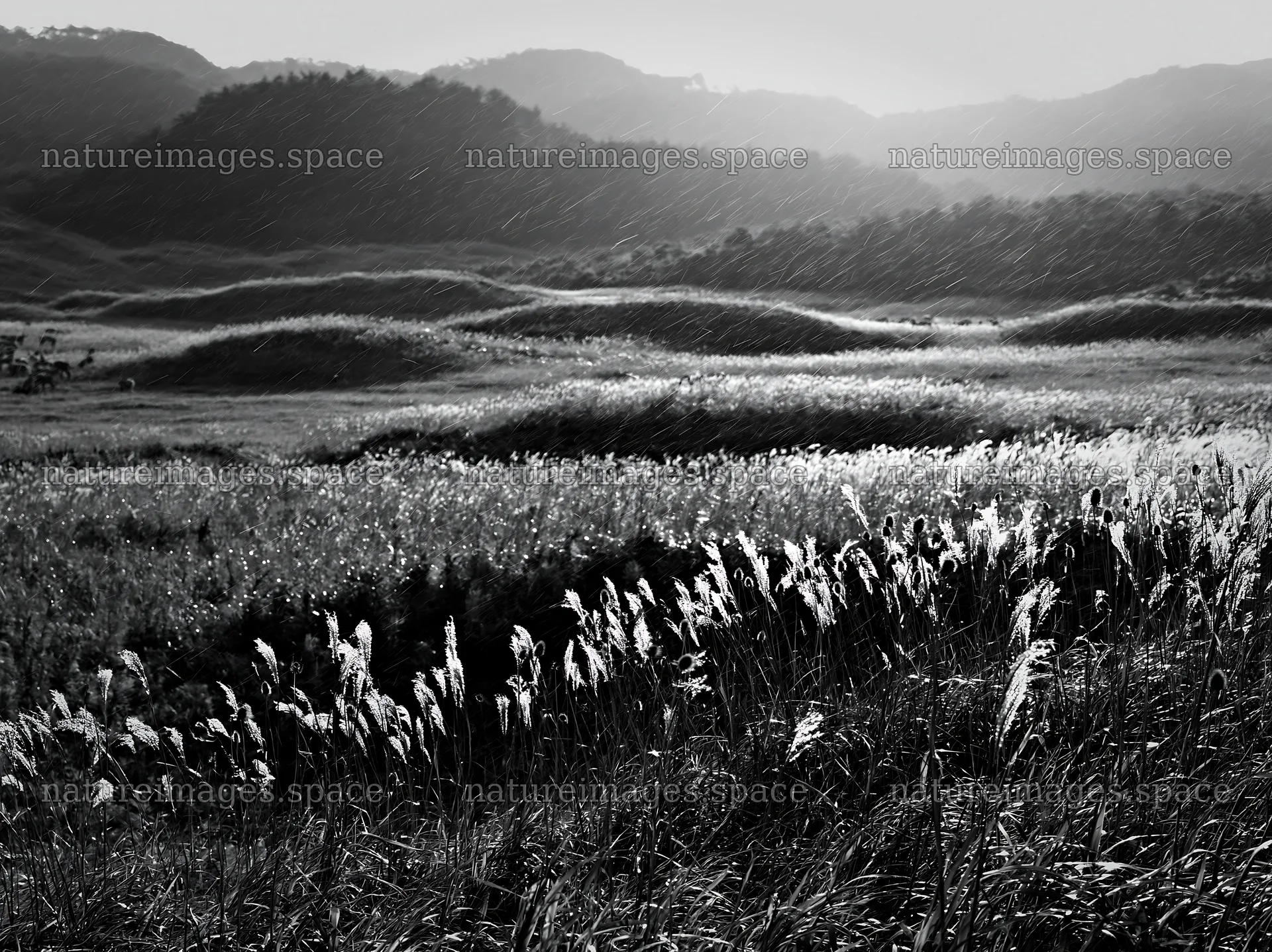 Tottori windy meadow with dune grasses at sunset – nature images 9174x6866
