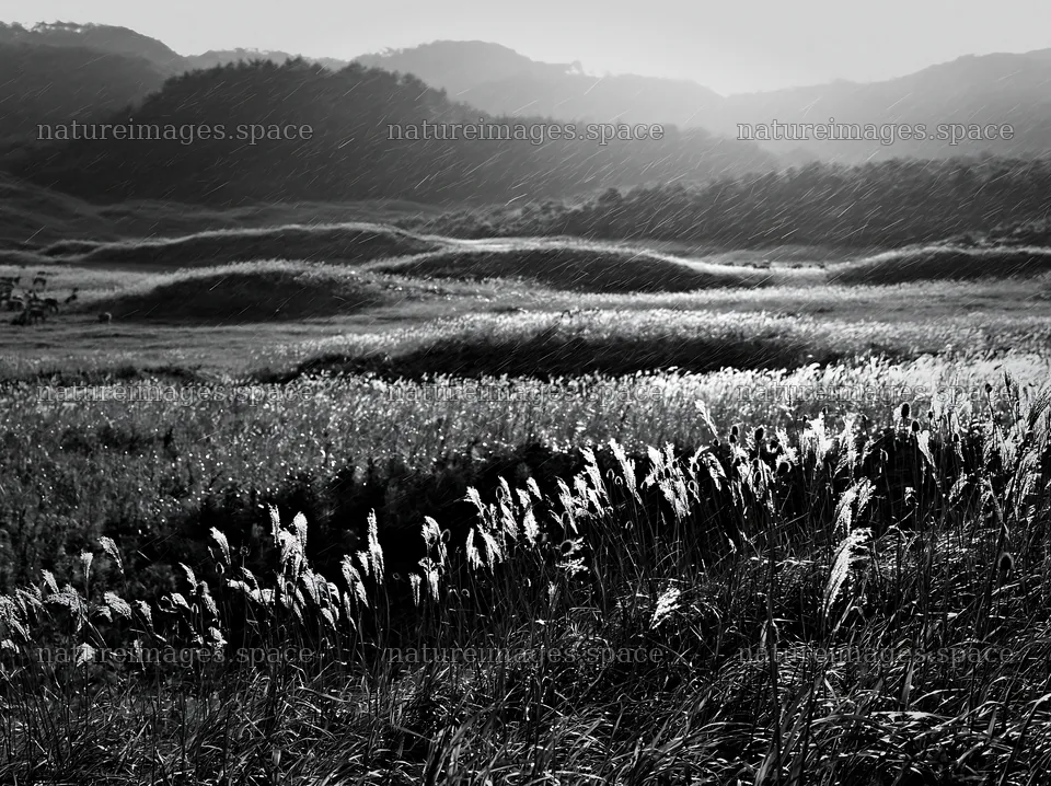 Tottori windy meadow with dune grasses at sunset – nature images 9174x6866