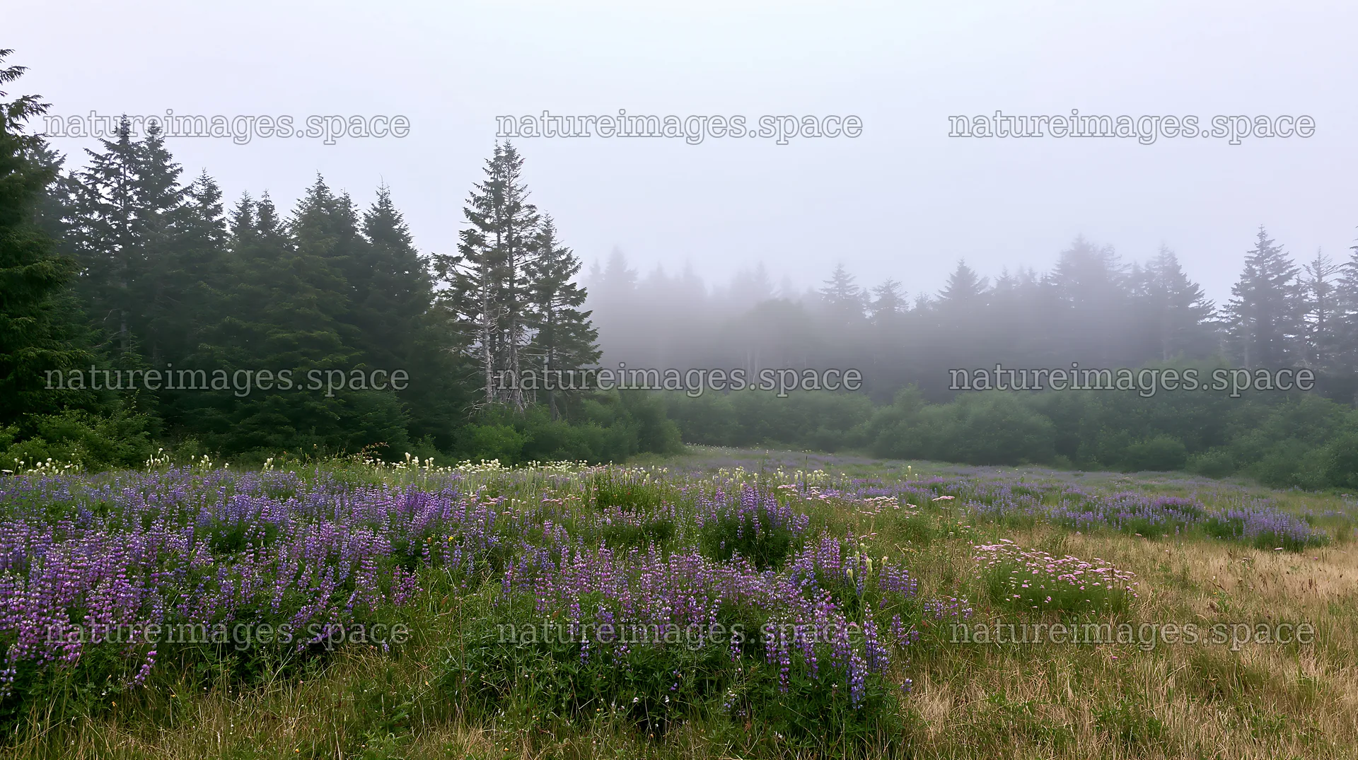 Misty forest meadow with wildflowers and trees in the background – nature images 10608x5938