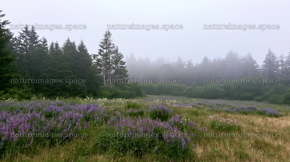 Misty forest meadow with wildflowers and trees in the background – nature images 10608x5938