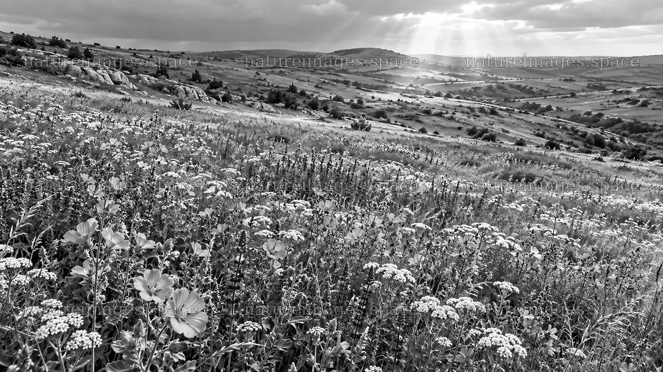 Monochrome Wildflower Meadow Beneath Sunbeams – nature images 10324x5812