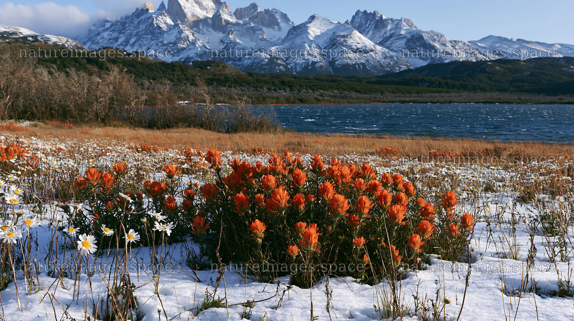 Lakeside meadow after first snowfall with flowers in foreground – nature images 10608x5938