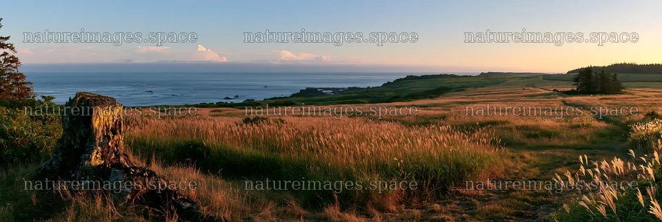 Fukushima native meadow with weathered stump – nature images 13690x4602