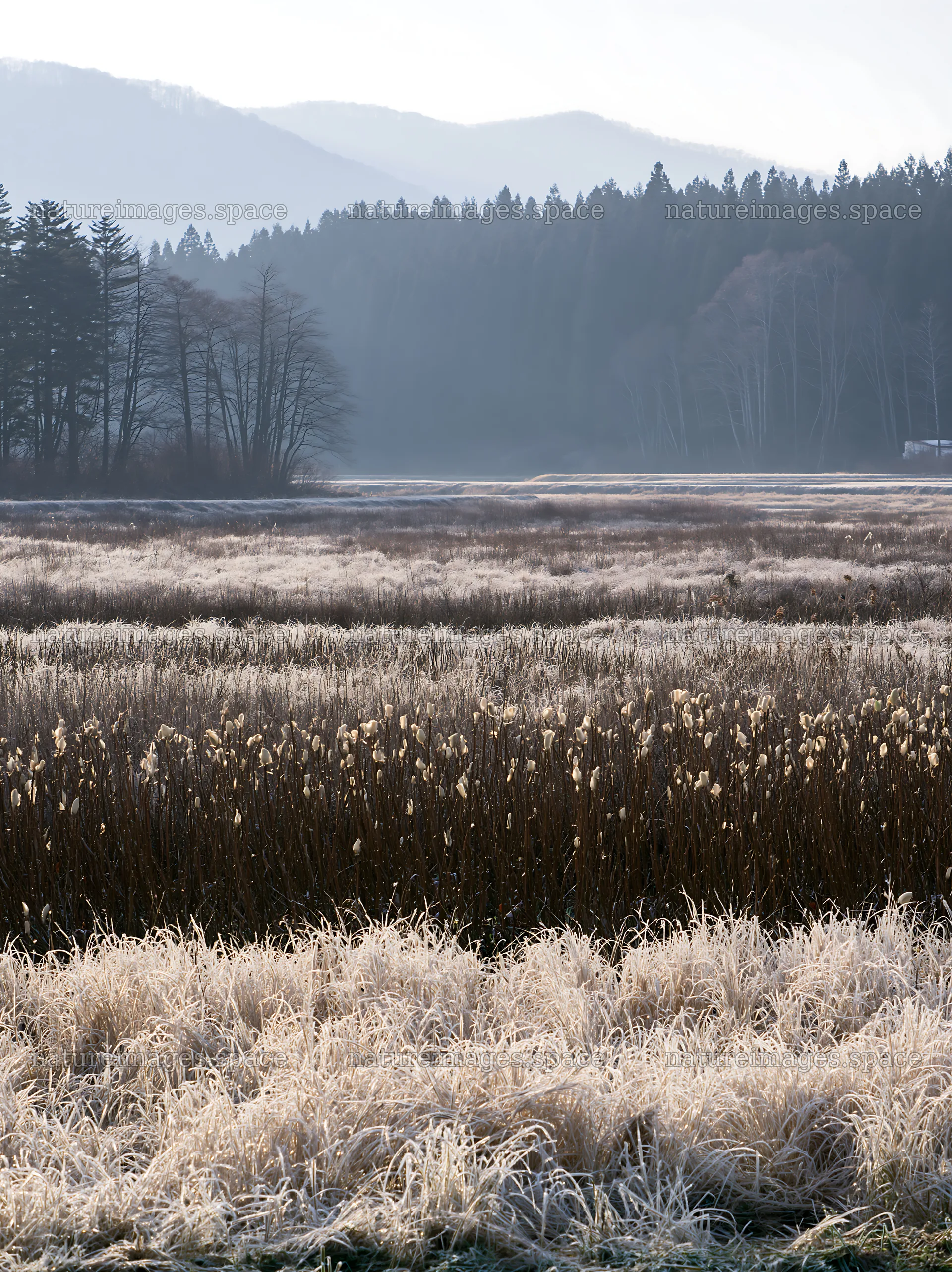 Akita snowmelt meadow with silver grasses under soft light – nature images 6866x9174