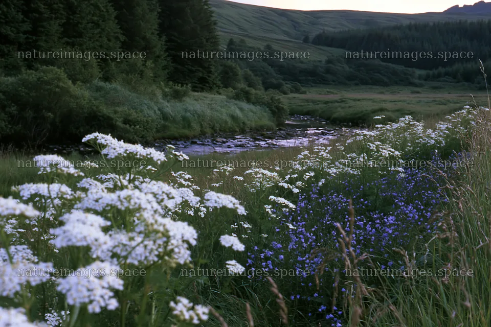 Woodland meadow flowers beside a flowing stream at dusk – nature images 9722x6480