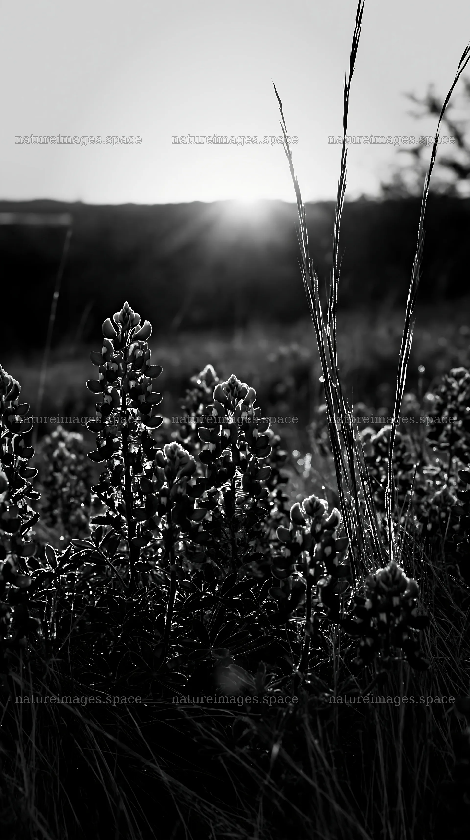 Bluebonnet meadow at sunrise with rising sun glow – nature images 5938x10608