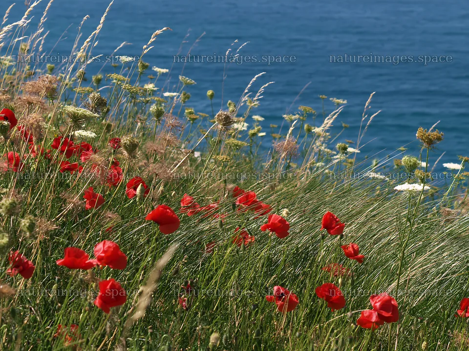 Clifftop meadow with wildflowers and blue sea view – nature images 9174x6866