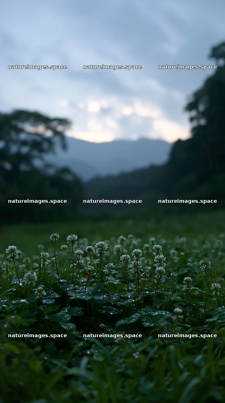 Shizuoka seasonal meadow after heavy rain blooms quietly – nature images 5938x10608
