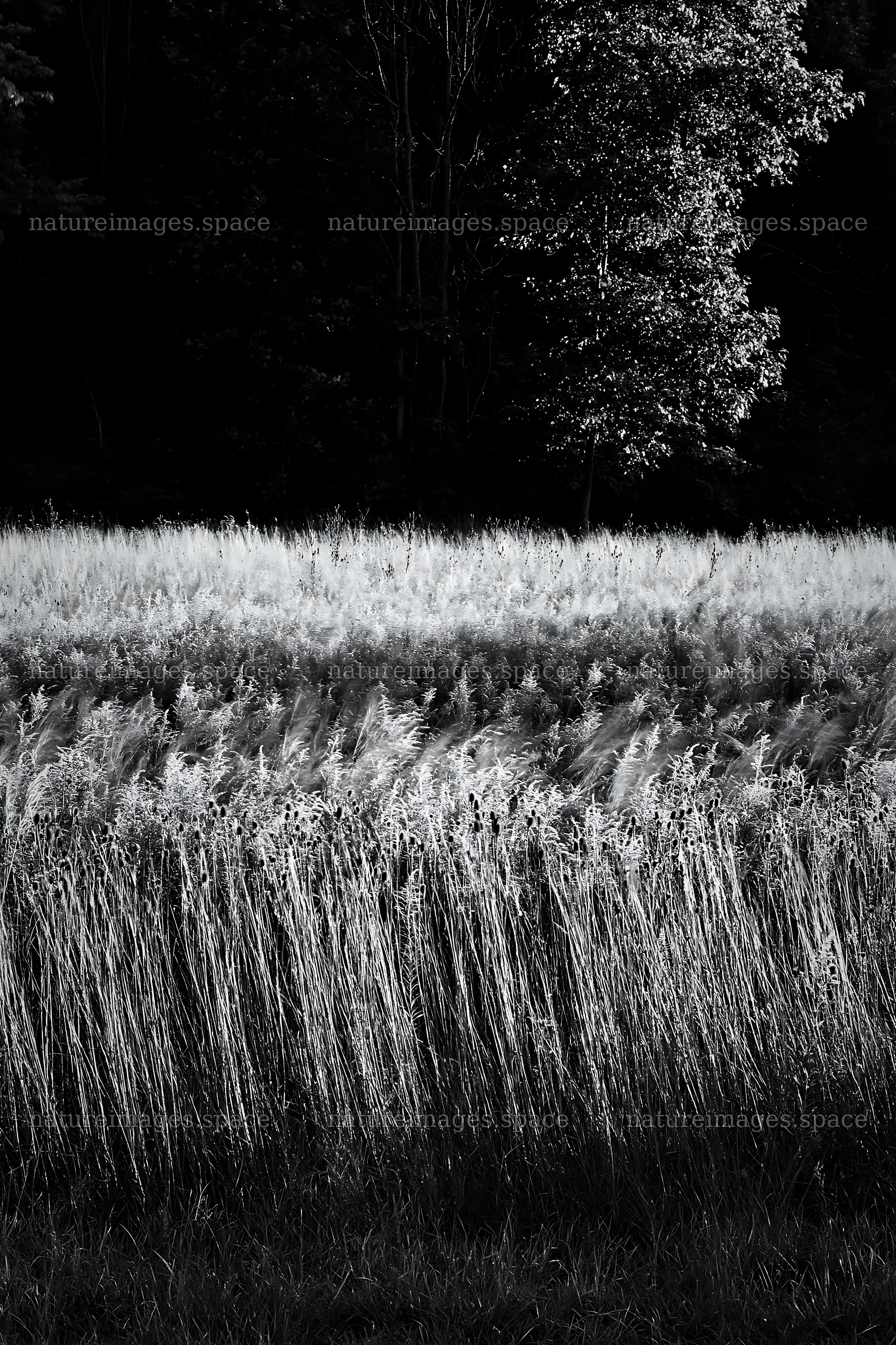Meadow at the edge of the forest with tall grasses – nature images 6480x9722