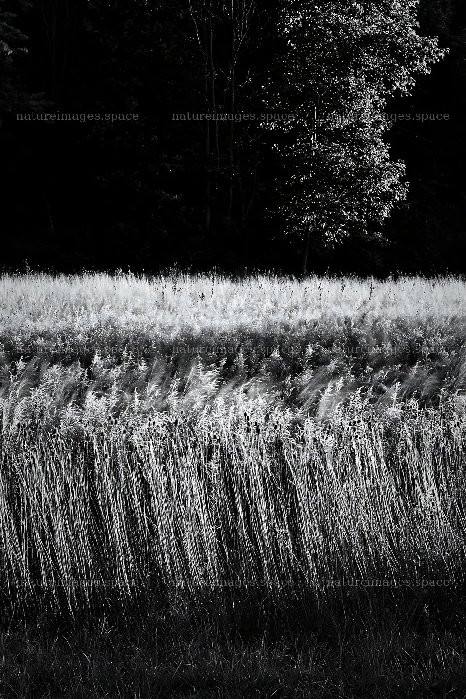 Meadow at the edge of the forest with tall grasses – nature images 6480x9722