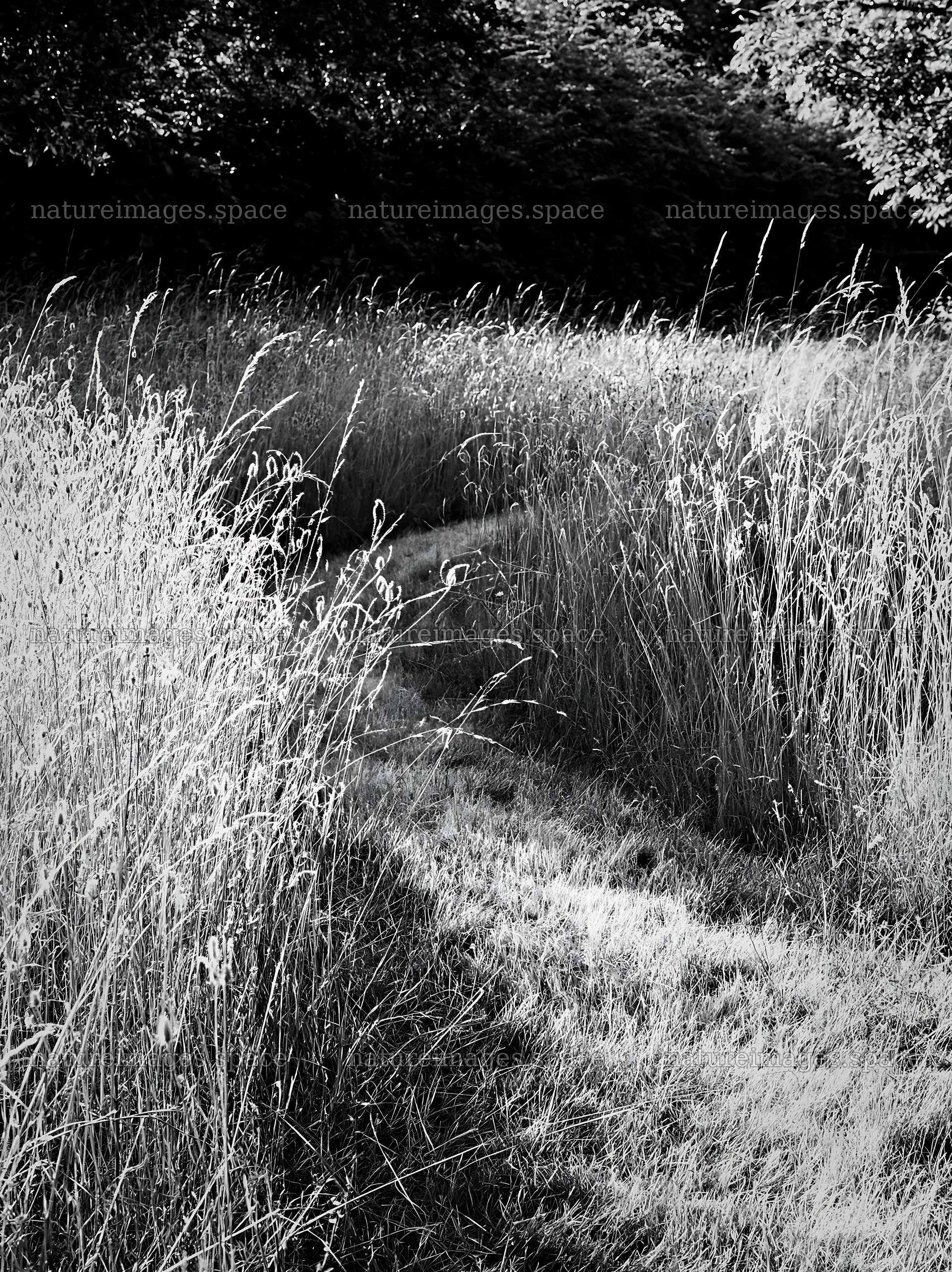 Seedhead meadow with tall grass and walking path – nature images 6866x9174