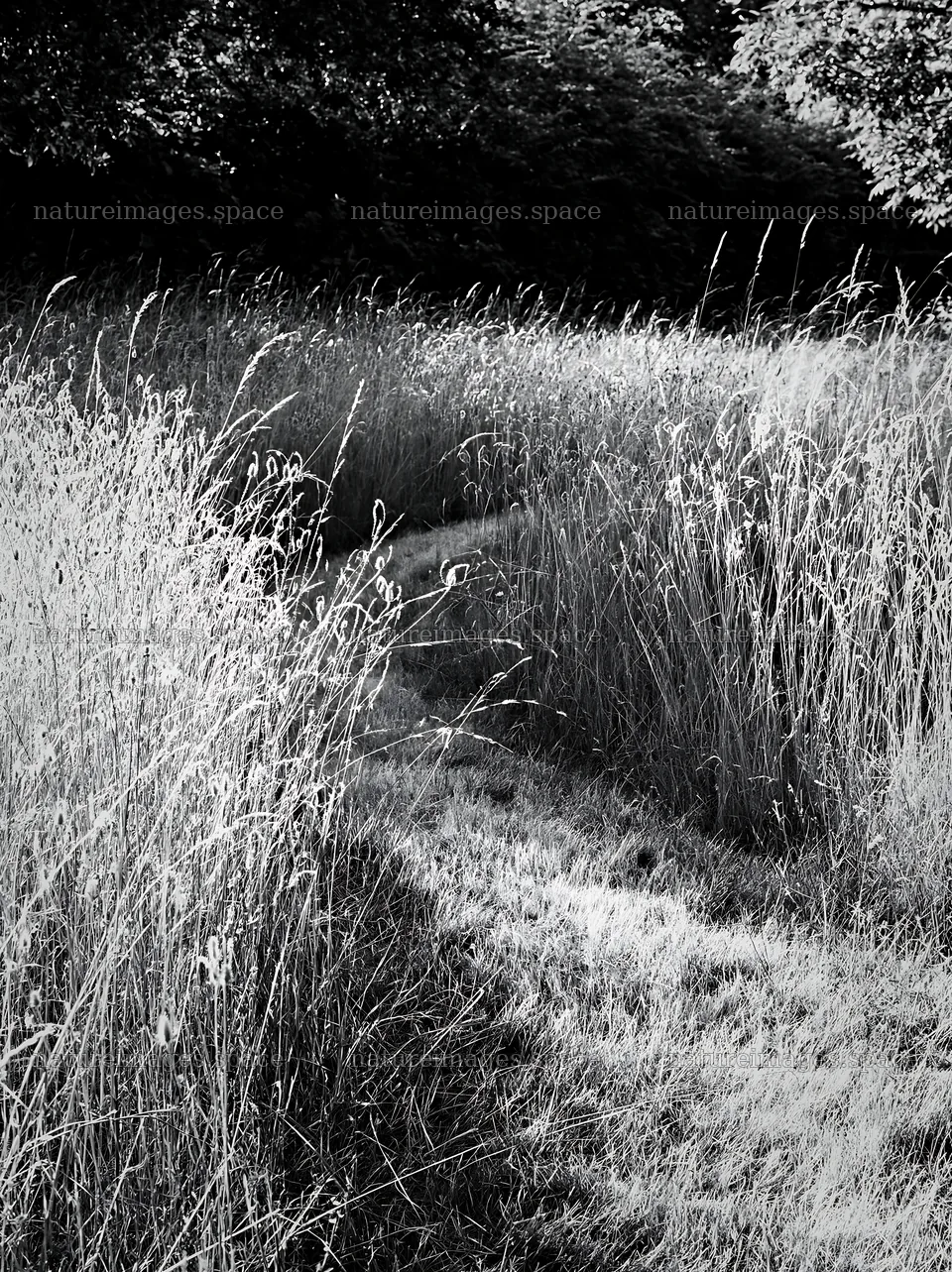 Seedhead meadow with tall grass and walking path – nature images 6866x9174