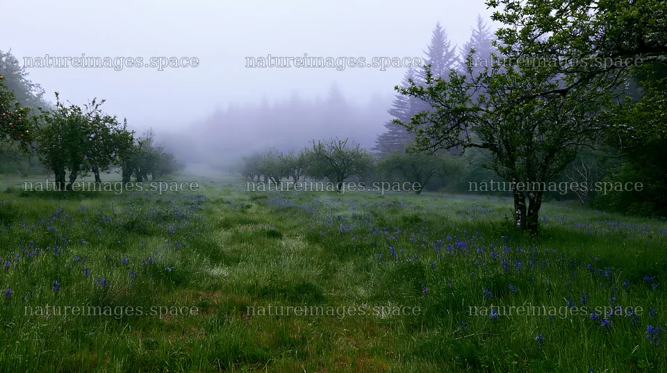 Moody orchard meadow in fog with green grass and trees – nature images 10608x5938