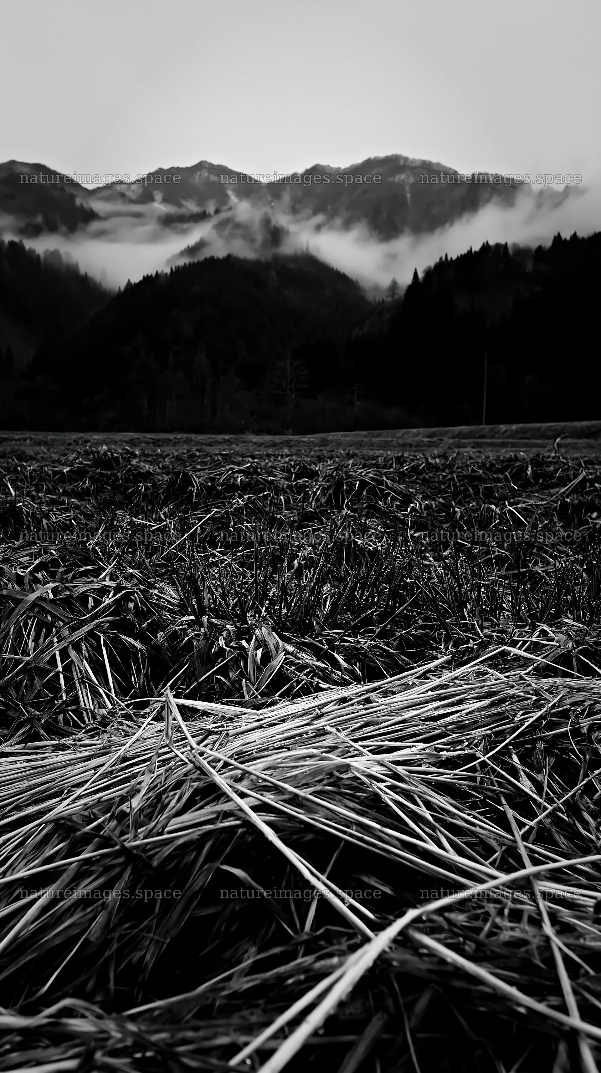 Fukui native grass meadow rain droplets – nature images 5938x10608