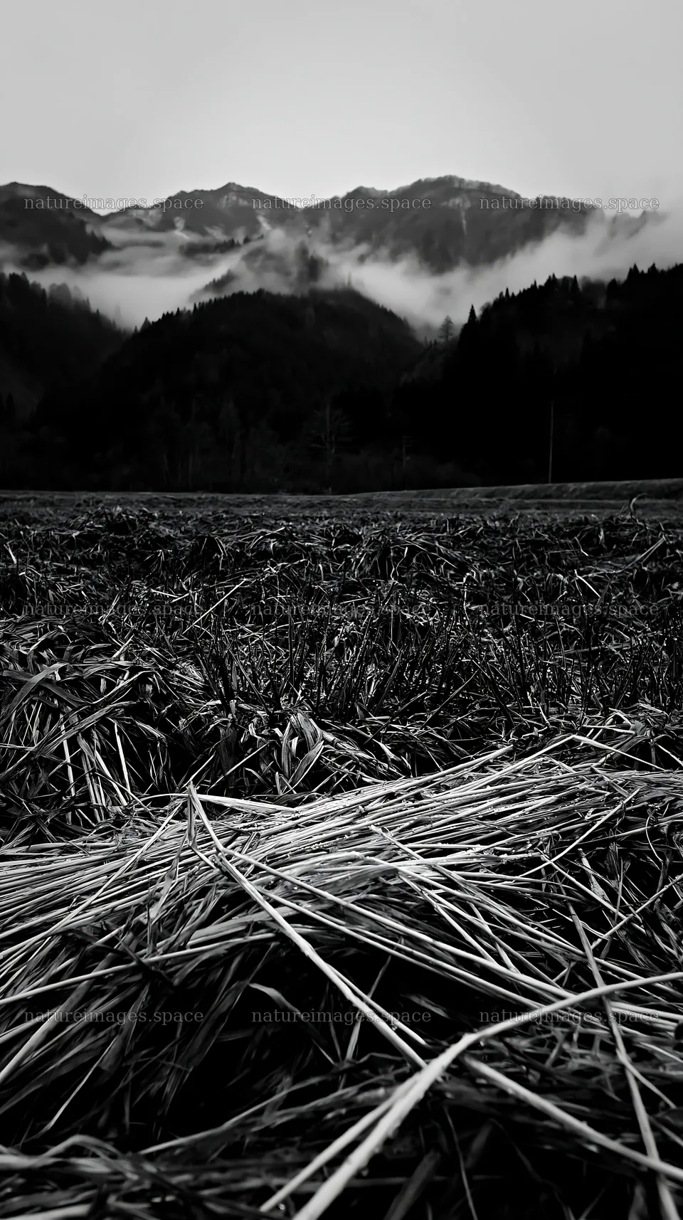 Fukui native grass meadow rain droplets – nature images 5938x10608