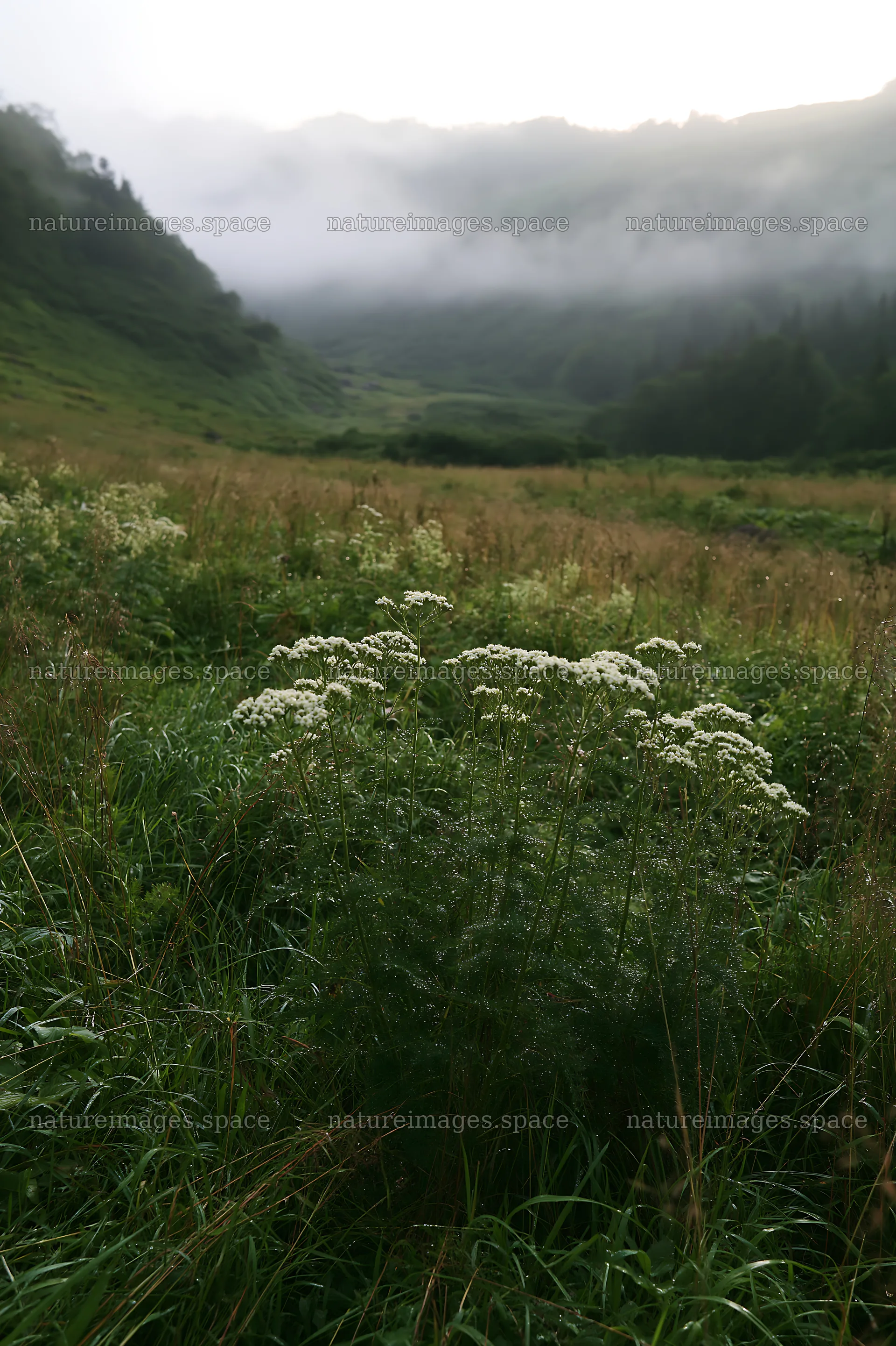 Aomori climate resilient meadow with boulder – nature images 6480x9722