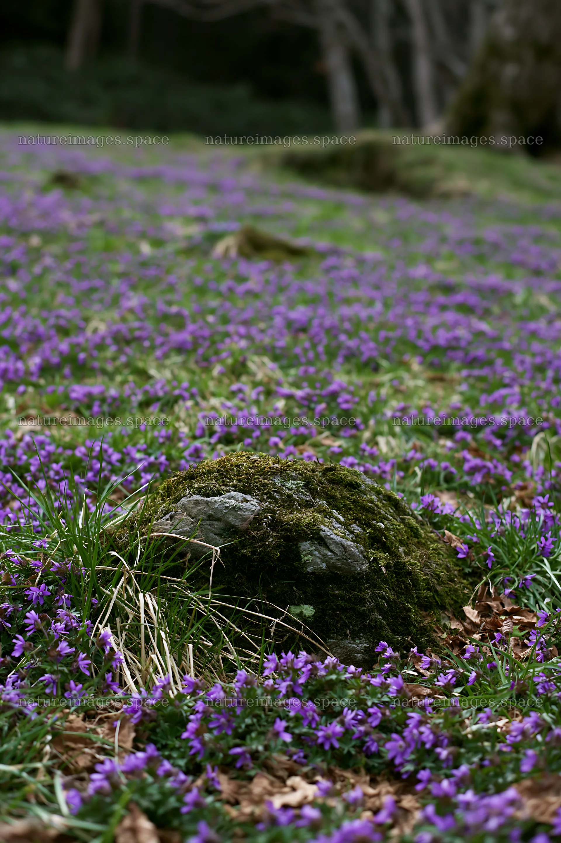 Miyagi spring recovery meadow mossy stone is surrounded by flowers – nature images 6480x9722