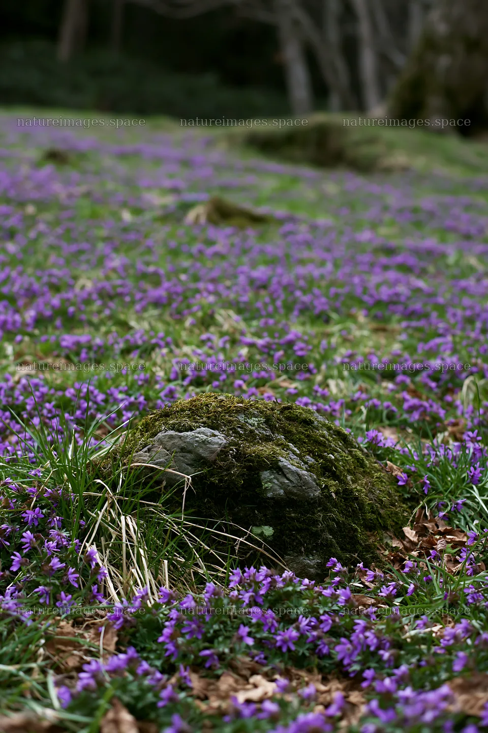 Miyagi spring recovery meadow mossy stone is surrounded by flowers – nature images 6480x9722