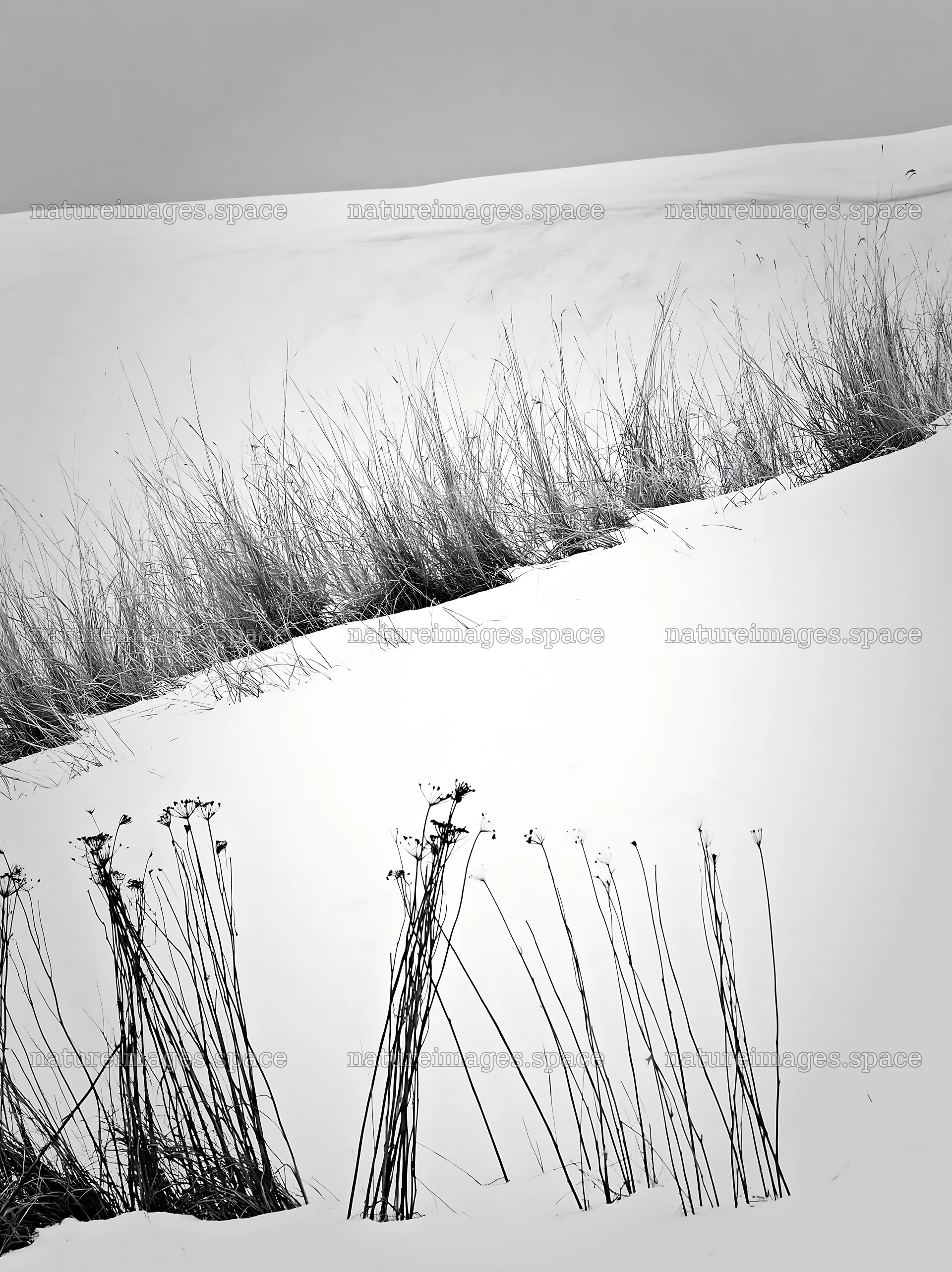 Snowy highland meadow with grasses and snow in black and white – nature images 6866x9174