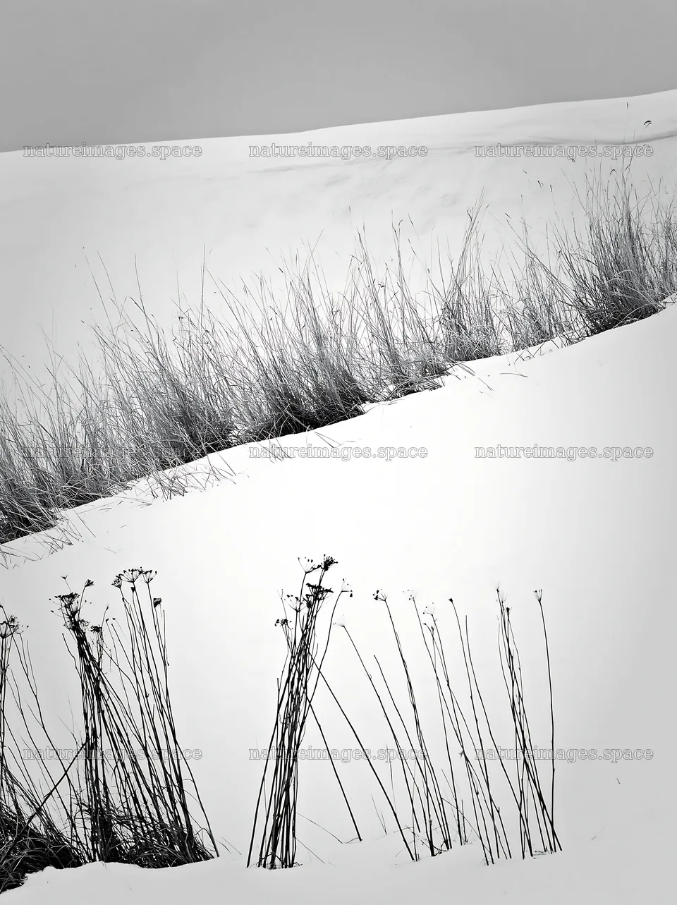 Snowy highland meadow with grasses and snow in black and white – nature images 6866x9174